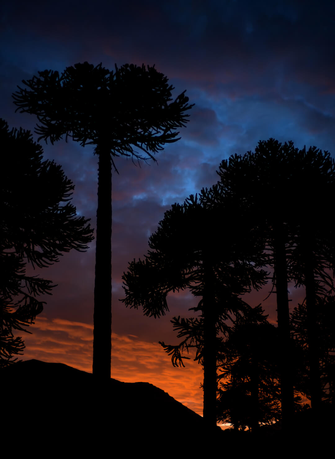 project_patagonia_araucano