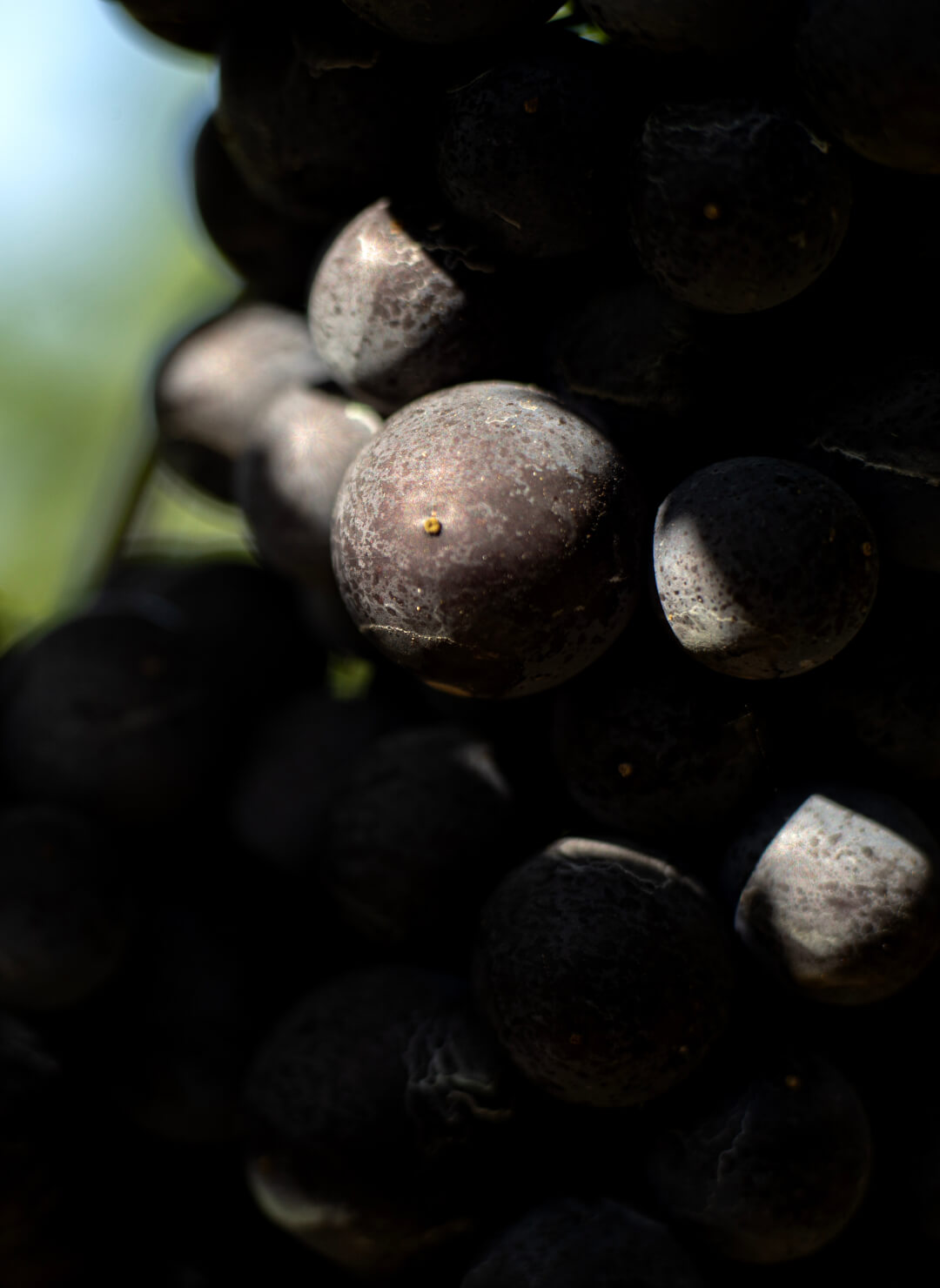 weingut_kilchsperger_main