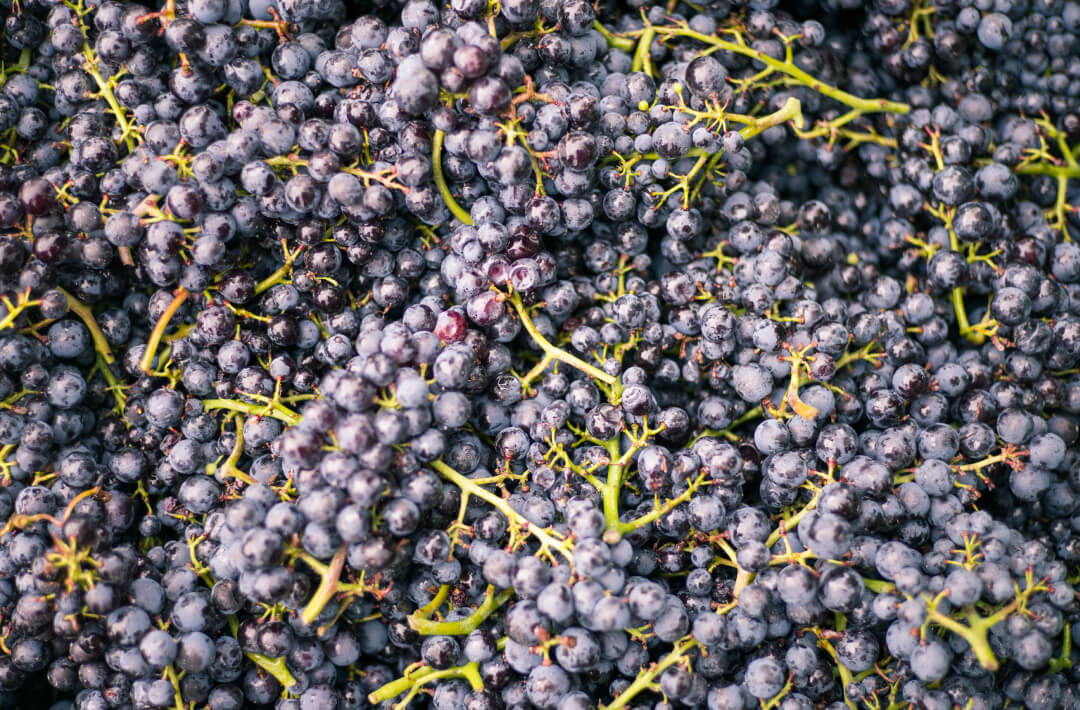 wk_weinlese_1