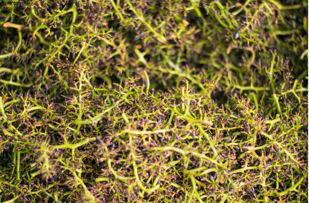 wk_weinlese_2